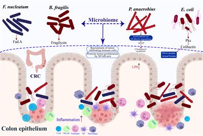 The role of microbiomes in gastrointestinal cancers: new insights